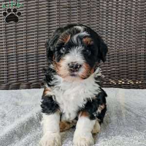 Zeke, Mini Bernedoodle Puppy